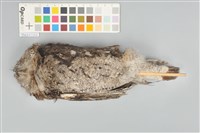 藏品(領角鴞)的圖片